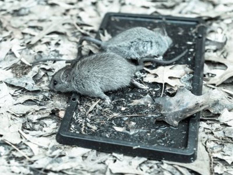 Overcoming Rat Challenges: Pest Control Best Practices